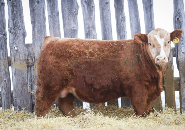 bull